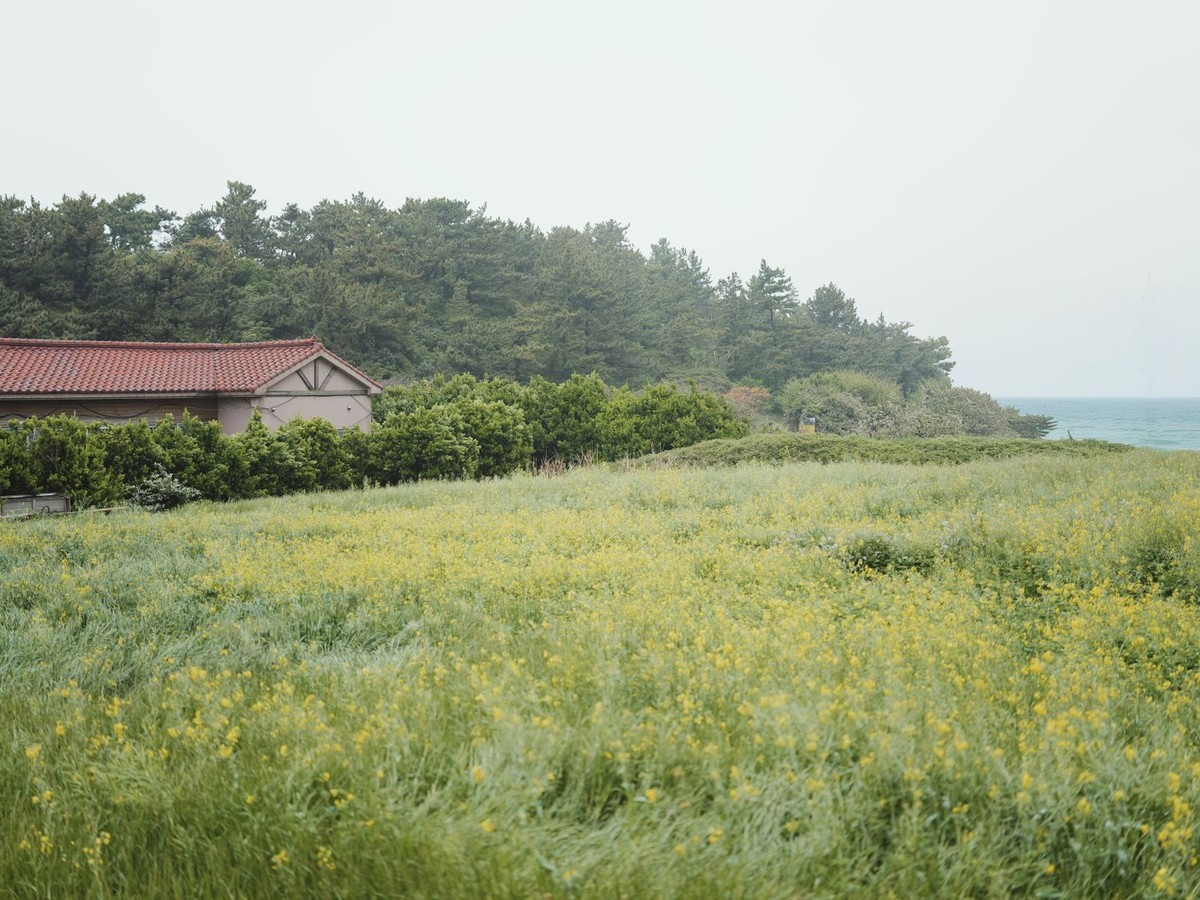 제주민속오일시장 완벽 안내 – 2026년 8월 장날·운영시간·여름 먹거리·주차 정보 관련 실제 제주 사진